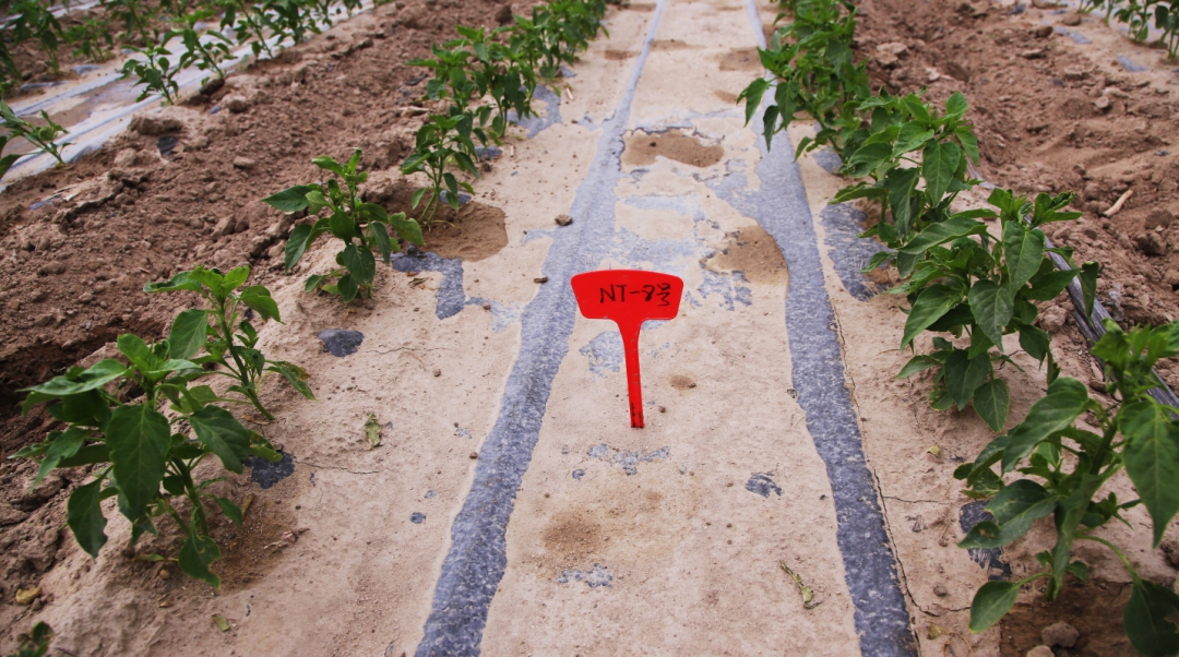农业科技示范基地 和硕县乡村振兴的新引擎