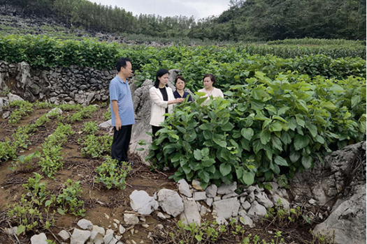 技术指导丨广西蚕业技术推广站赴平果市开展蚕桑生产技术服务